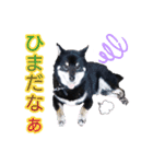 雪国育ちの黒柴ロンたん（個別スタンプ：16）