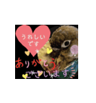 チノカフェさんちの♪挨拶するウロコインコ（個別スタンプ：1）