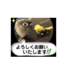 チノカフェさんちの♪挨拶するウロコインコ（個別スタンプ：2）