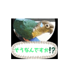 チノカフェさんちの♪挨拶するウロコインコ（個別スタンプ：3）