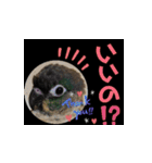 チノカフェさんちの♪挨拶するウロコインコ（個別スタンプ：4）