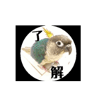 チノカフェさんちの♪挨拶するウロコインコ（個別スタンプ：5）