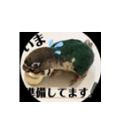 チノカフェさんちの♪挨拶するウロコインコ（個別スタンプ：6）
