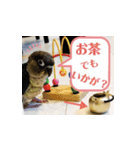 チノカフェさんちの♪挨拶するウロコインコ（個別スタンプ：7）