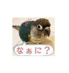 チノカフェさんちの♪挨拶するウロコインコ（個別スタンプ：8）
