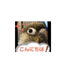 チノカフェさんちの♪挨拶するウロコインコ（個別スタンプ：9）