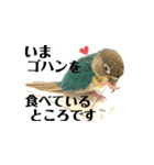 チノカフェさんちの♪挨拶するウロコインコ（個別スタンプ：10）