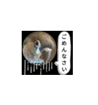チノカフェさんちの♪挨拶するウロコインコ（個別スタンプ：11）