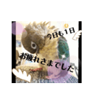 チノカフェさんちの♪挨拶するウロコインコ（個別スタンプ：12）