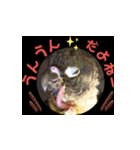 チノカフェさんちの♪挨拶するウロコインコ（個別スタンプ：13）