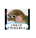 チノカフェさんちの♪挨拶するウロコインコ（個別スタンプ：14）