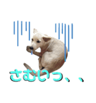 わんわんわんこ物語（個別スタンプ：2）