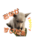 わんわんわんこ物語（個別スタンプ：3）