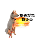 わんわんわんこ物語（個別スタンプ：5）