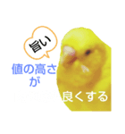 インコのMAXくん9（個別スタンプ：2）
