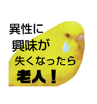 インコのMAXくん9（個別スタンプ：4）
