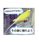 インコのMAXくん9（個別スタンプ：6）