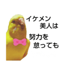 インコのMAXくん9（個別スタンプ：7）