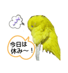 インコのMAXくん9（個別スタンプ：8）