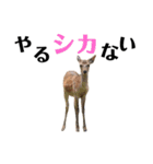 実写の鹿のスタンプ（個別スタンプ：1）