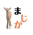 実写の鹿のスタンプ（個別スタンプ：3）