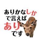 実写の鹿のスタンプ（個別スタンプ：5）