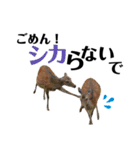実写の鹿のスタンプ（個別スタンプ：8）