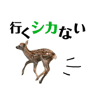 実写の鹿のスタンプ（個別スタンプ：9）