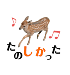 実写の鹿のスタンプ（個別スタンプ：10）