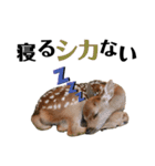 実写の鹿のスタンプ（個別スタンプ：11）