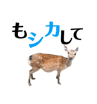 実写の鹿のスタンプ（個別スタンプ：13）