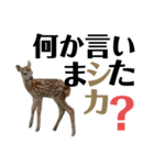 実写の鹿のスタンプ（個別スタンプ：14）