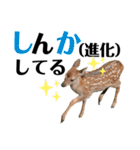 実写の鹿のスタンプ（個別スタンプ：18）
