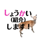 実写の鹿のスタンプ（個別スタンプ：19）