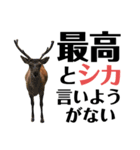 実写の鹿のスタンプ（個別スタンプ：22）