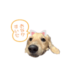 我が家の愛犬たち①（個別スタンプ：1）