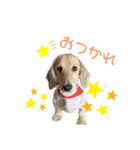 我が家の愛犬たち①（個別スタンプ：2）
