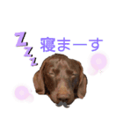 我が家の愛犬たち①（個別スタンプ：3）