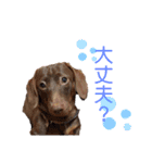 我が家の愛犬たち①（個別スタンプ：4）