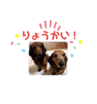 我が家の愛犬たち①（個別スタンプ：5）