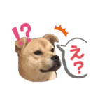 我が家の愛犬たち①（個別スタンプ：7）