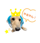 我が家の愛犬たち①（個別スタンプ：8）