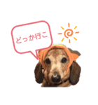 我が家の愛犬たち①（個別スタンプ：9）