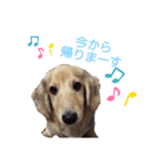我が家の愛犬たち①（個別スタンプ：10）