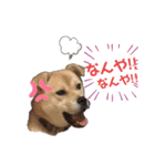 我が家の愛犬たち①（個別スタンプ：11）