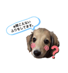 我が家の愛犬たち①（個別スタンプ：12）