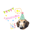 我が家の愛犬たち①（個別スタンプ：13）