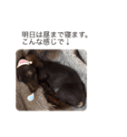 我が家の愛犬たち①（個別スタンプ：14）