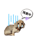 我が家の愛犬たち①（個別スタンプ：15）