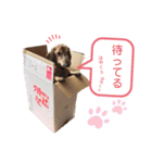 我が家の愛犬たち①（個別スタンプ：16）